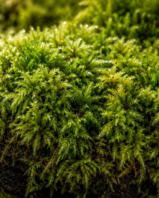 GrowActive